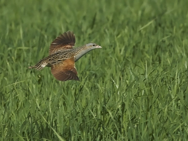 Ruisrääkkä, Corn Crake, Crex crex